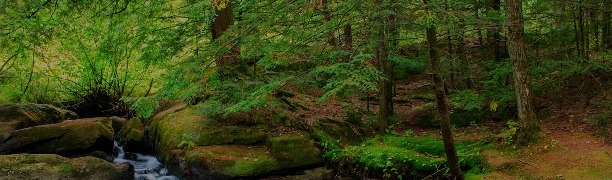 Forêt
